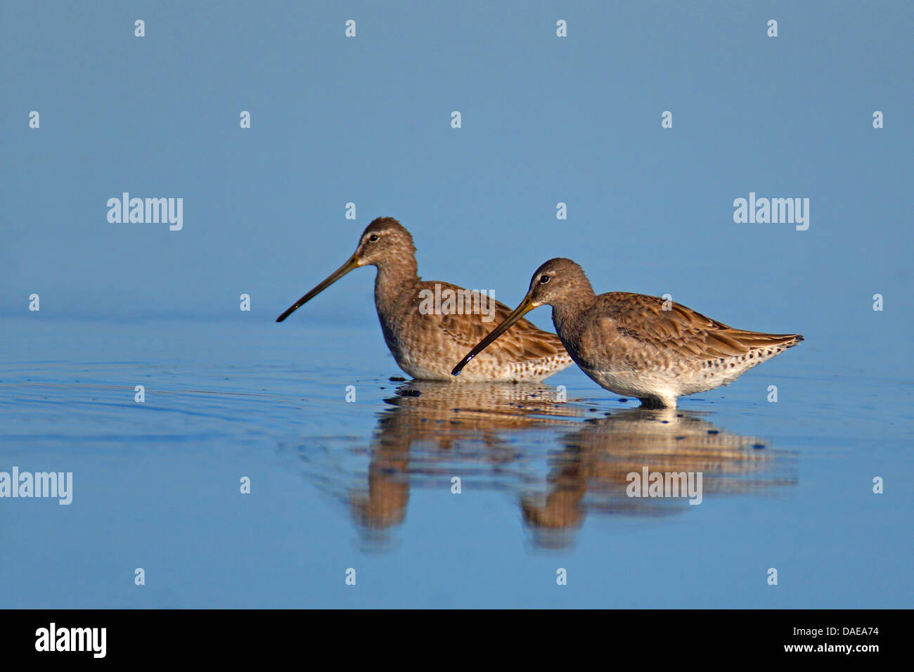 long-billed dowitcher (Limnodromus scolopaceus), two birds standing side by side in shallow water looking for food, USA, Florida Stock Photo