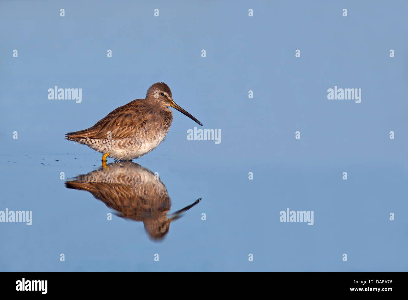 long-billed dowitcher (Limnodromus scolopaceus), standing in shallow water looking for food, USA, Florida Stock Photo