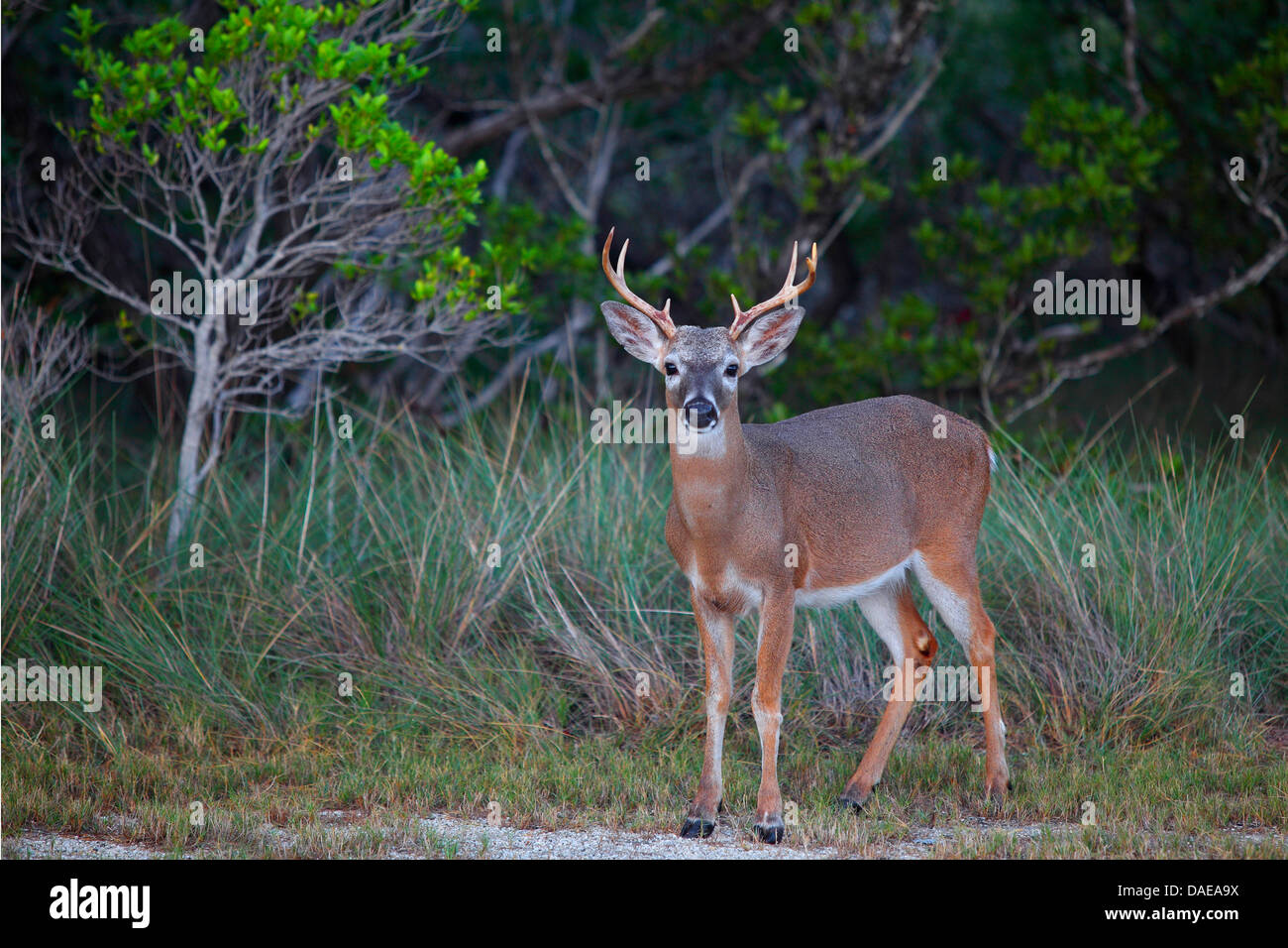 Key deer (Odocoileus virginianus clavium), stag standing at the edge of