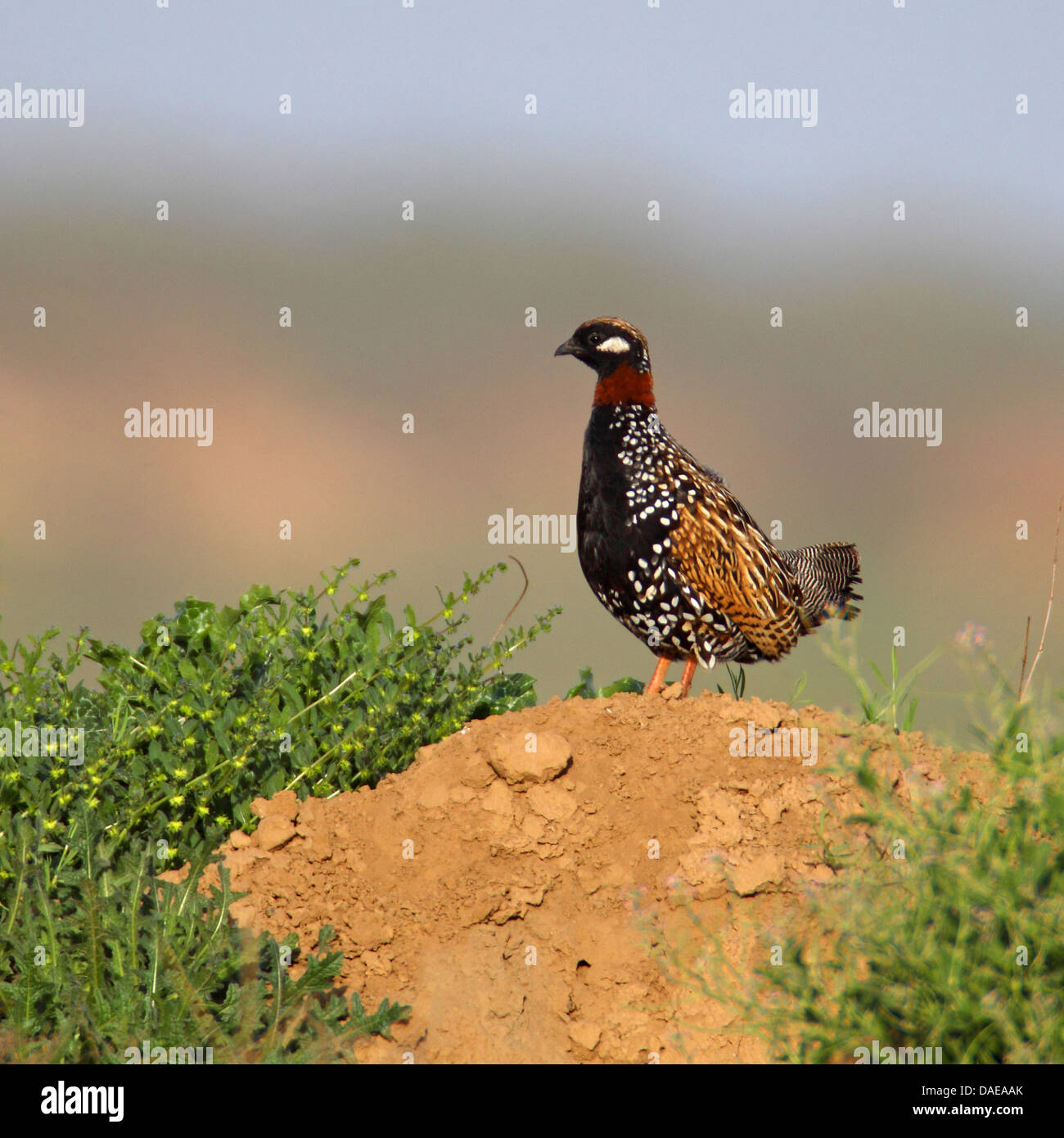 black partridge (Francolinus francolinus), male standing on a hill, Turkey, Birecik Stock Photo