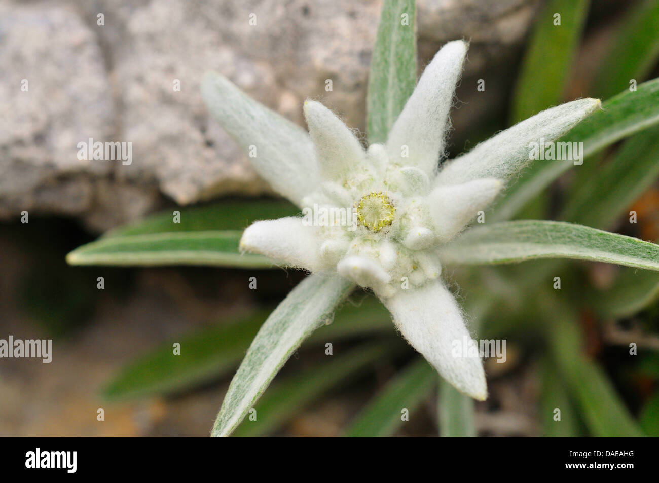 edelweiss (Leontopodium alpinum), blooming, Italy, South Tyrol, Dolomites Stock Photo