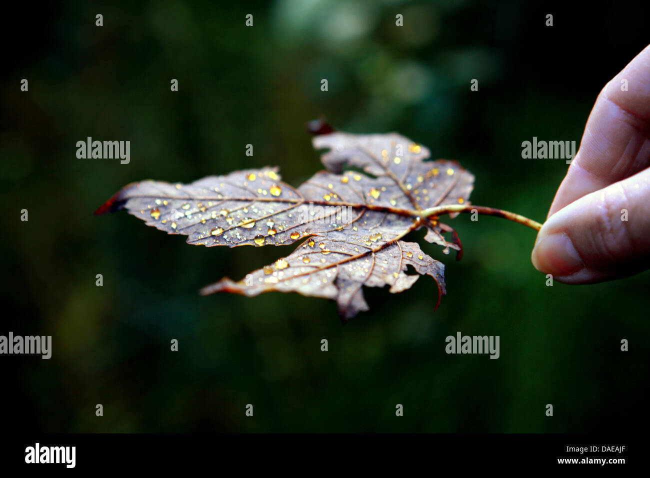 sycamore maple, great maple (Acer pseudoplatanus), gold-coloured dewdrops on a maple leaf, Germany, Bavaria Stock Photo