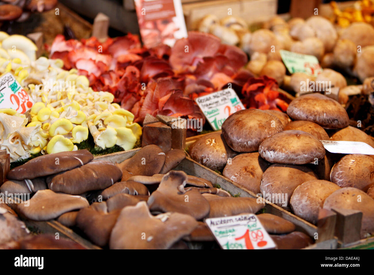 different edible mushrooms on the Ise-market, Germany, Hamburg Stock Photo