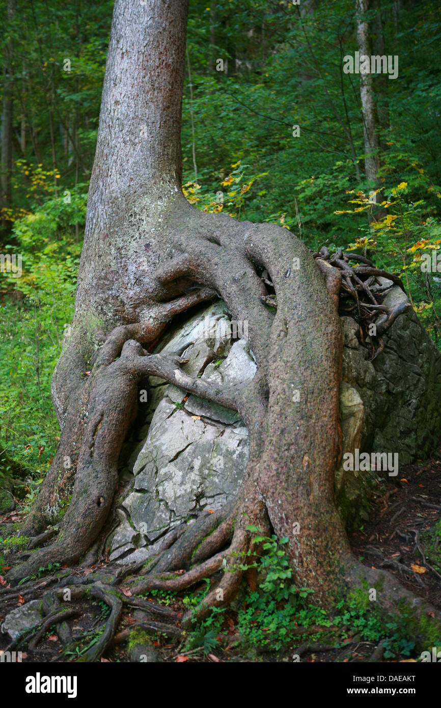 Norway spruce (Picea abies), roots over a rock, Germany, Bavaria, Schwangau Stock Photo