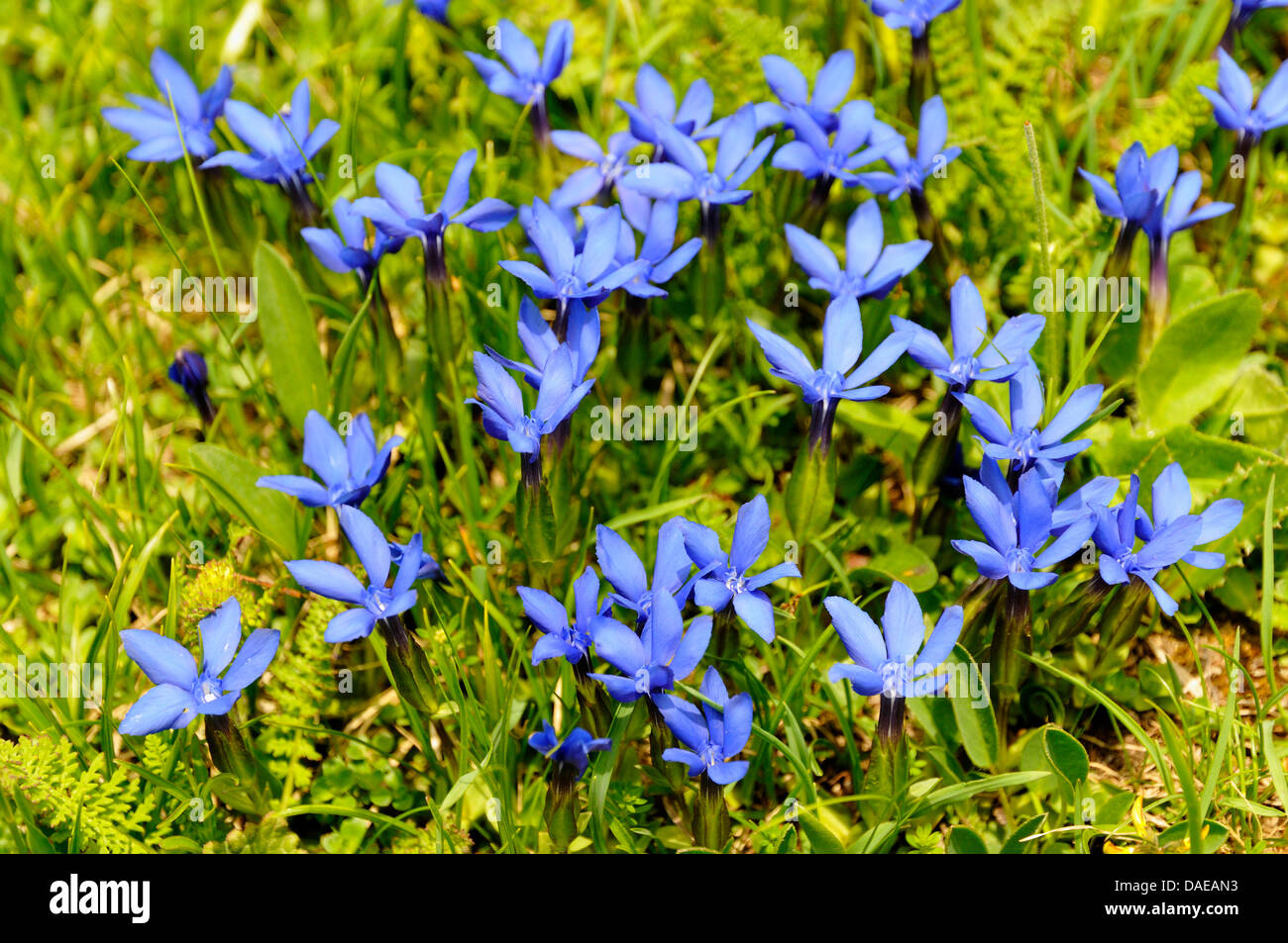 spring gentian (Gentiana verna), blooming in a mwedow, Italy, South Tyrol, Dolomites Stock Photo