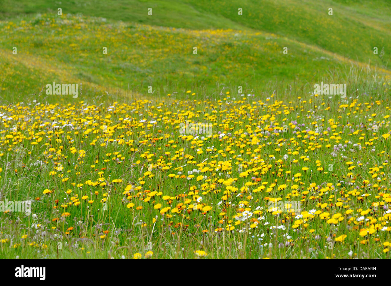 blooming montain meadow with hawkweed, Italy, South Tyrol, Dolomites Stock Photo