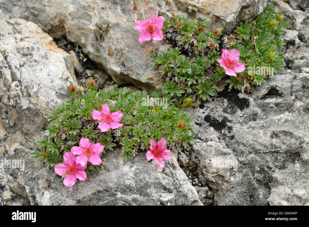 Dolomites cinquefoil (Potentilla nitida), blooming on rocks, Italy, South Tyrol, Dolomites Stock Photo