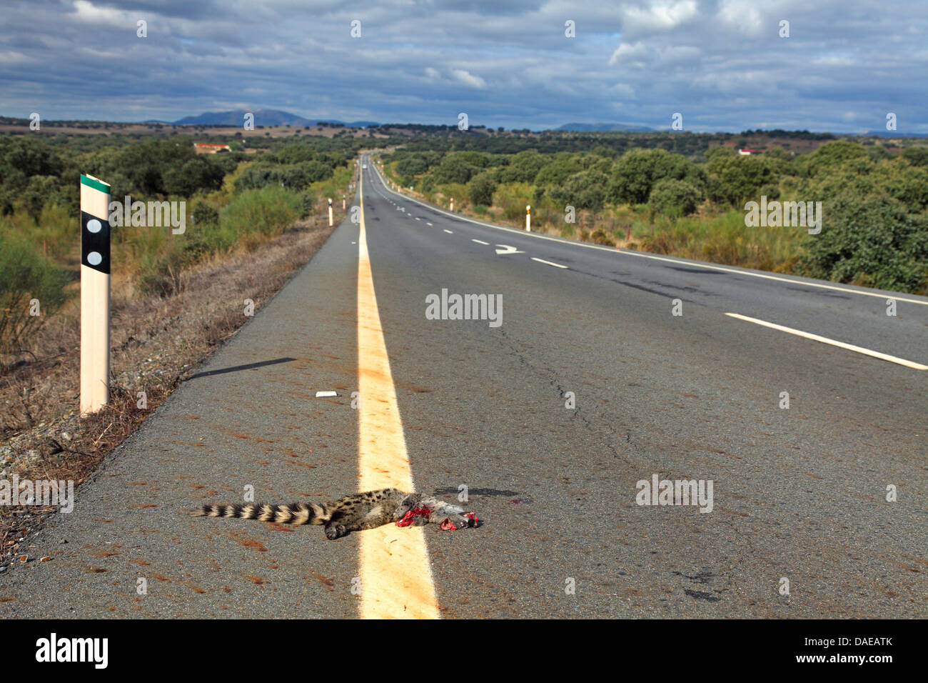 small-spotted genet (Genetta genetta), roadkill at the roadside, Spain, Extremadura Stock Photo