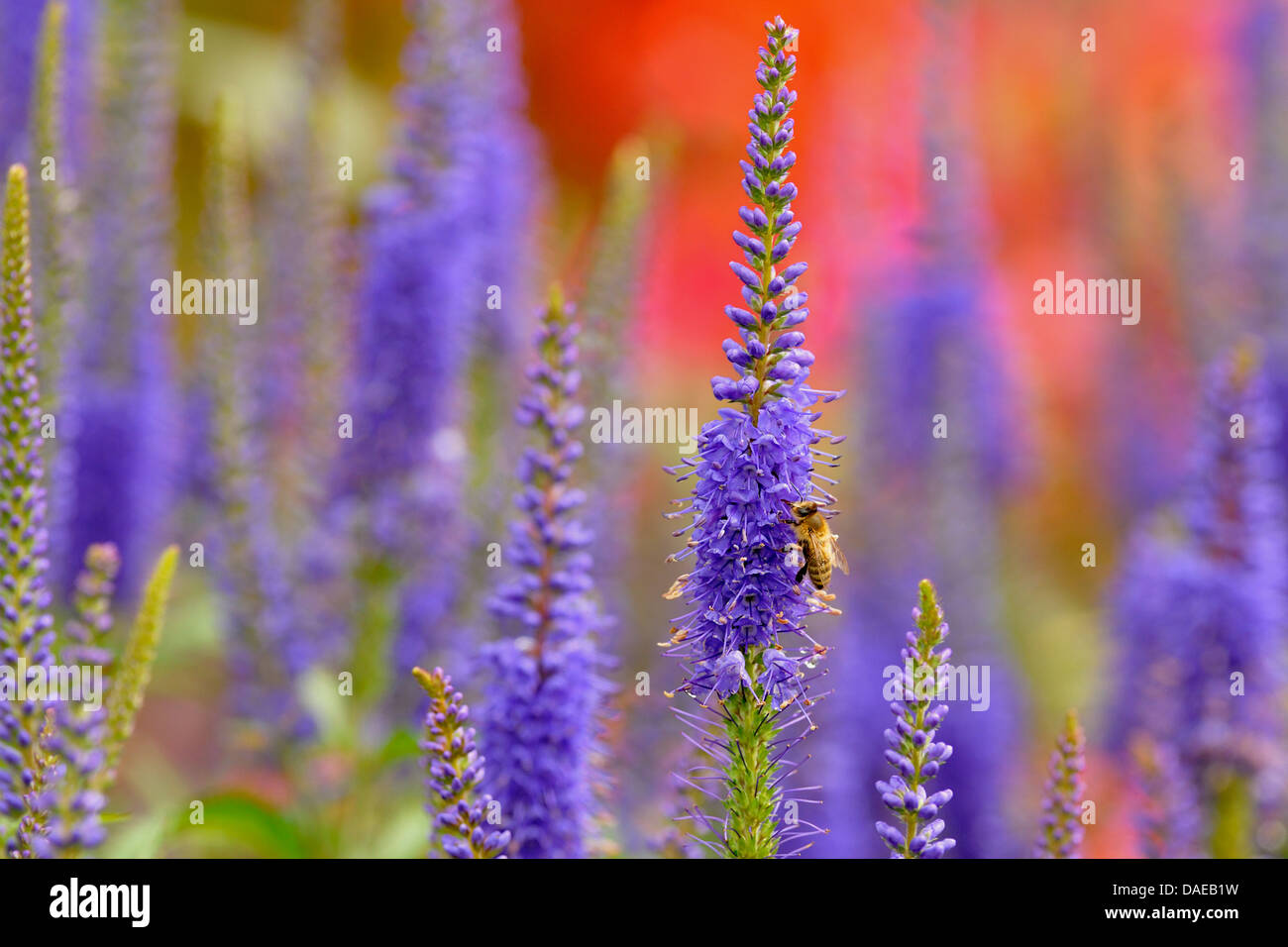 Spiked Speedwell (Pseudolysimachion spicatum, Veronica spicata), inforescence with bee, Germany Stock Photo