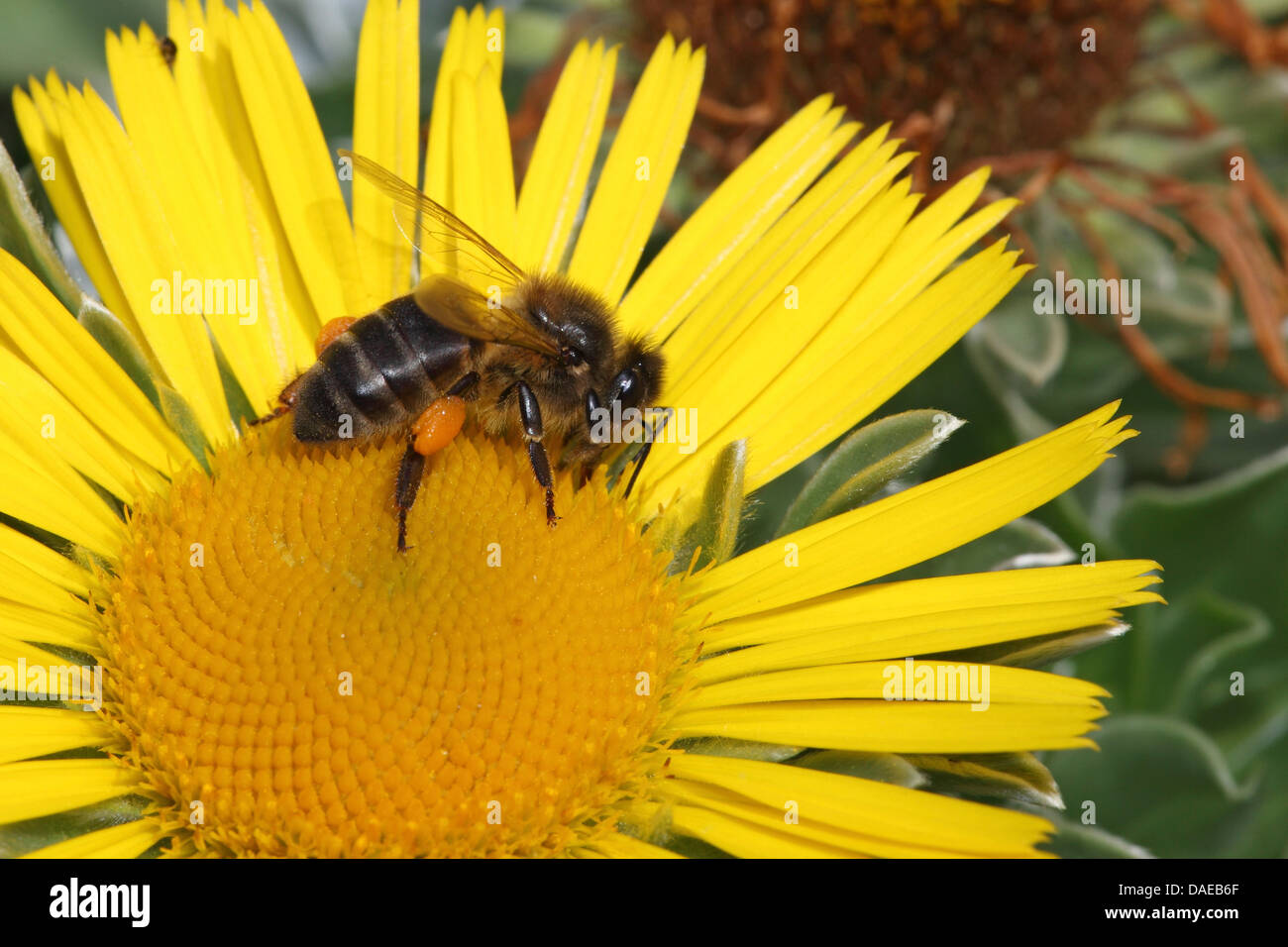 bees (Apidae), bee collecting pollen in a Compositae, Canary Islands, La Palma Stock Photo