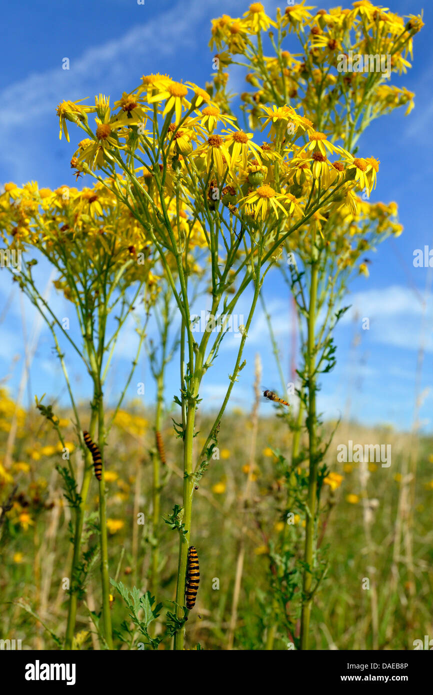 Caterpillars at ragwort hi-res stock photography and images - Alamy