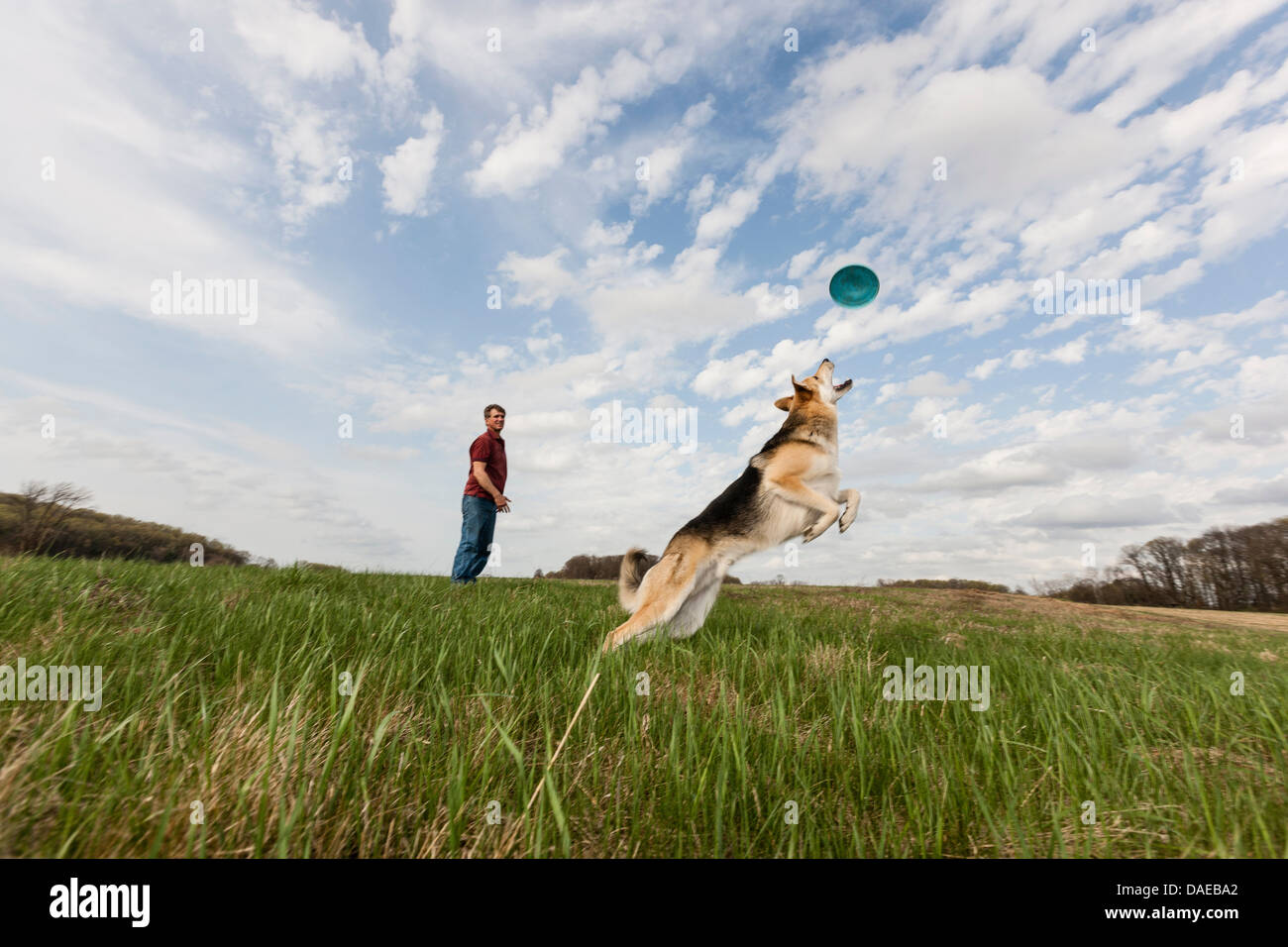 Alsatian dog jumping to catch frisbee Stock Photo Alamy