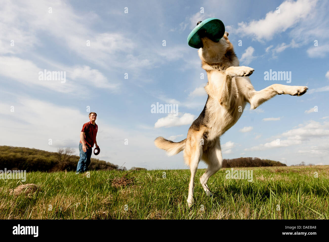 dog catching frisbee