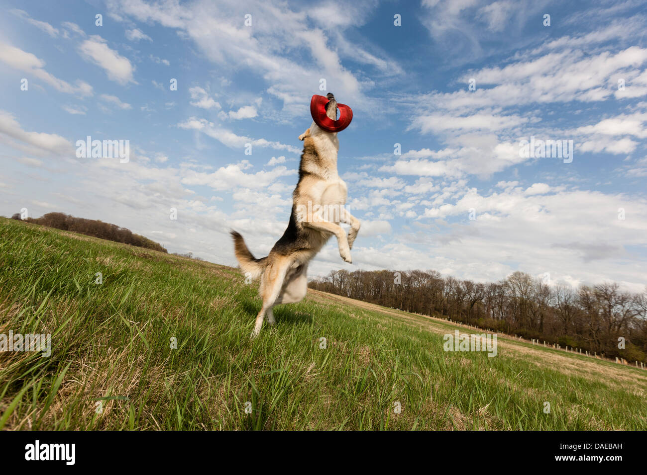 Dog jumping into the air to catch frisbee hires stock photography and