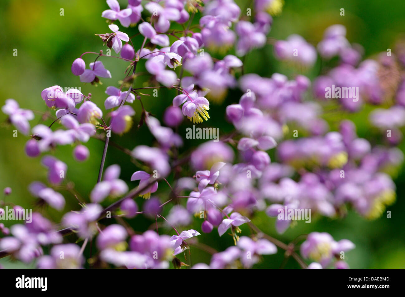 Chinese meadow rue (Thalictrum delavayi), blooming Stock Photo