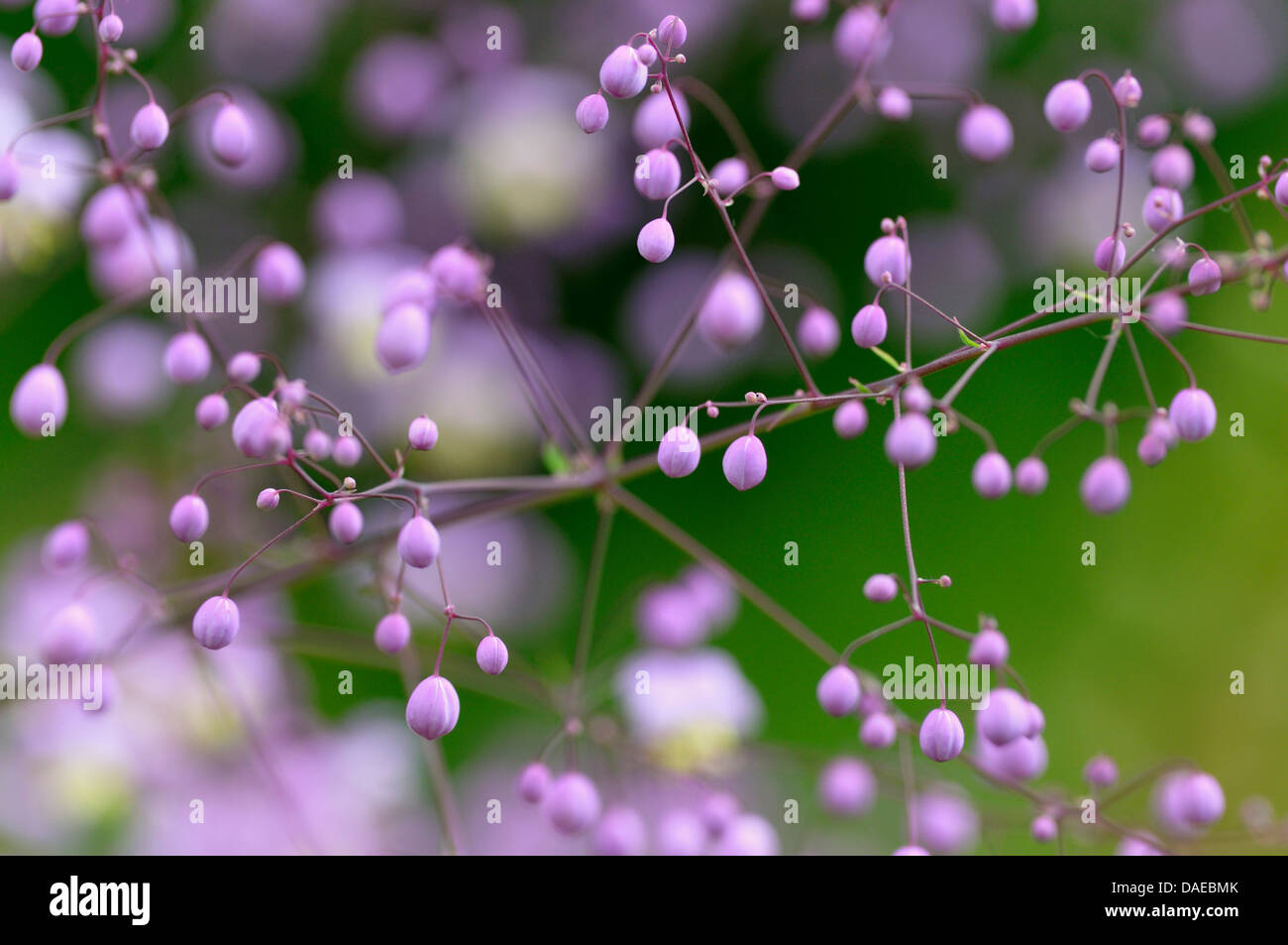 Chinese meadow rue (Thalictrum delavayi), flower buds Stock Photo