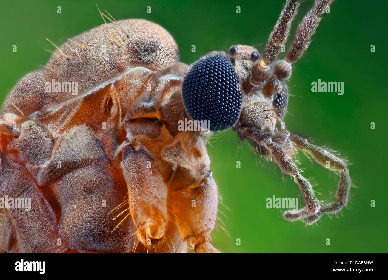 winter gnat, winter crane fly (Trichocera annulata), portrait, lateral view, Germany Stock Photo