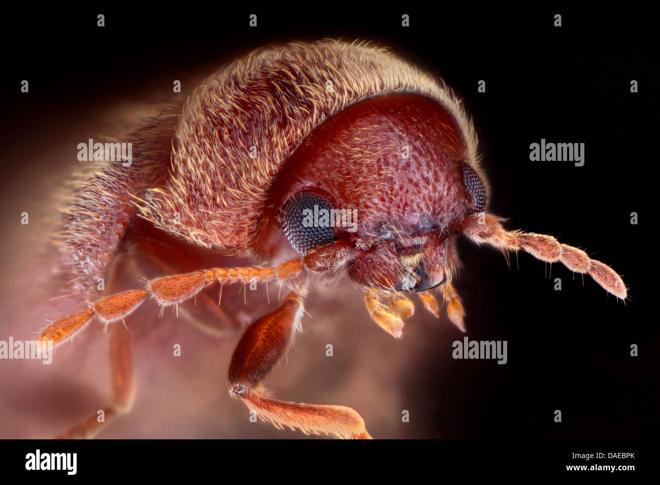 drugstore beetle, drug store weevil, biscuit beetle, bread beetle (Stegobium paniceum), head of a drugstore beetle, Germany Stock Photo