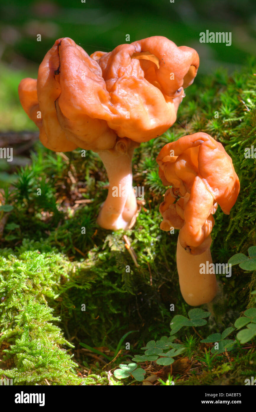 False morel (Gyromitra esculenta, Helvella esculenta), in moss, Germany