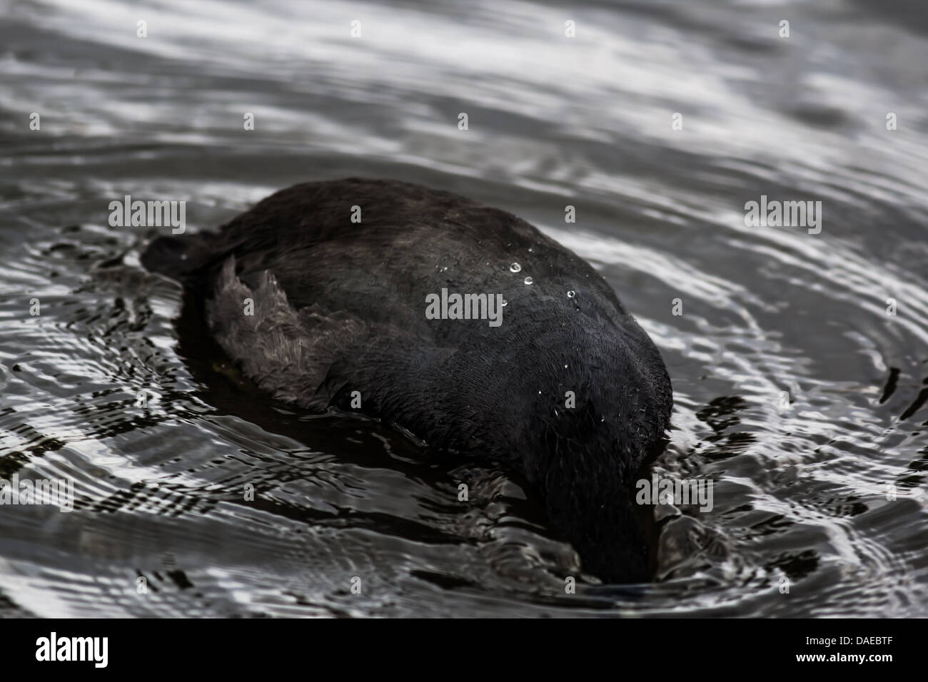 Dunking its head into water hires stock photography and images Alamy
