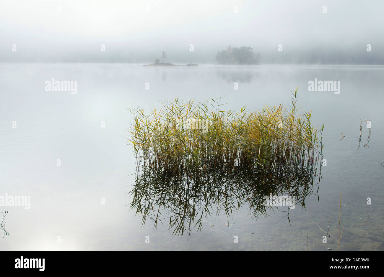 Eibsee in fog, Germany, Bavaria, Oberbayern, Upper Bavaria Stock Photo