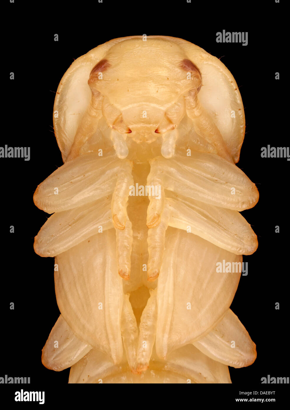 Mealworm beetle pupa hi-res stock photography and images - Alamy