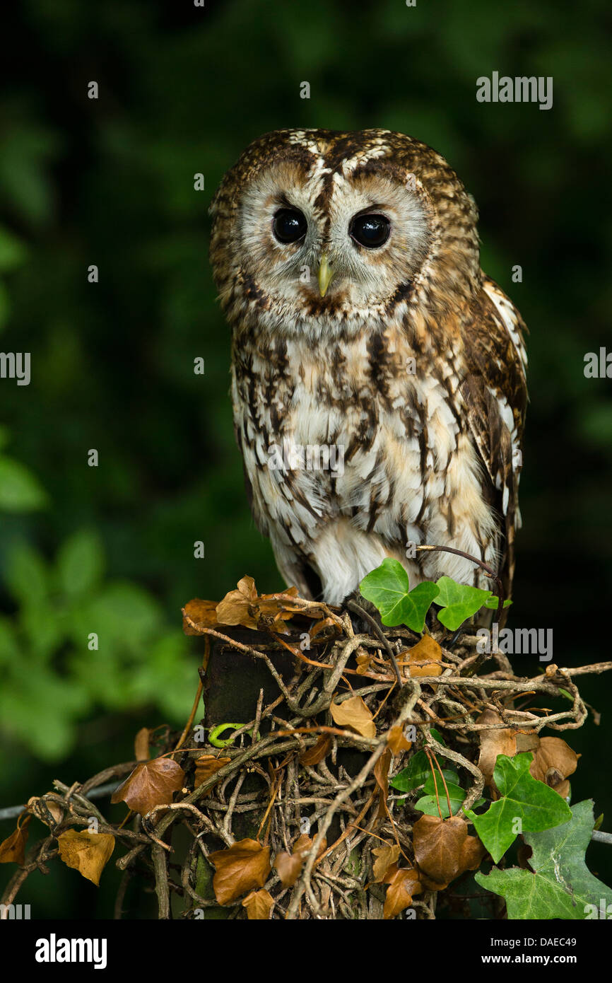 Portrait of a Tawny Owl (Strix aluco) on a hedge Stock Photo