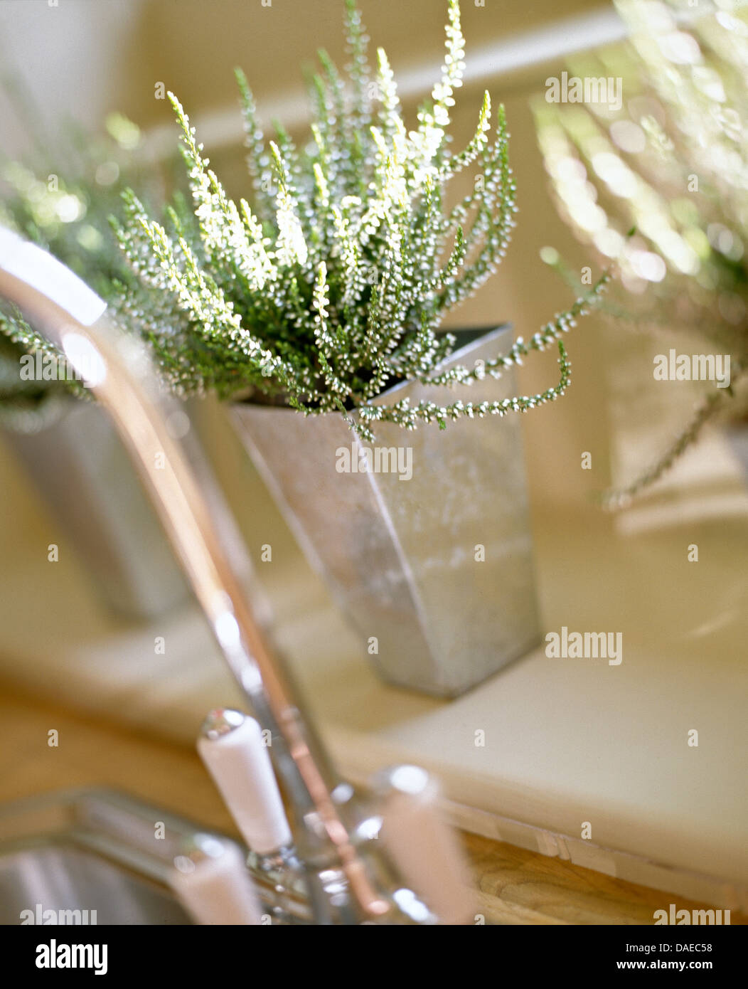 Close-up of white heather in steel pot Stock Photo