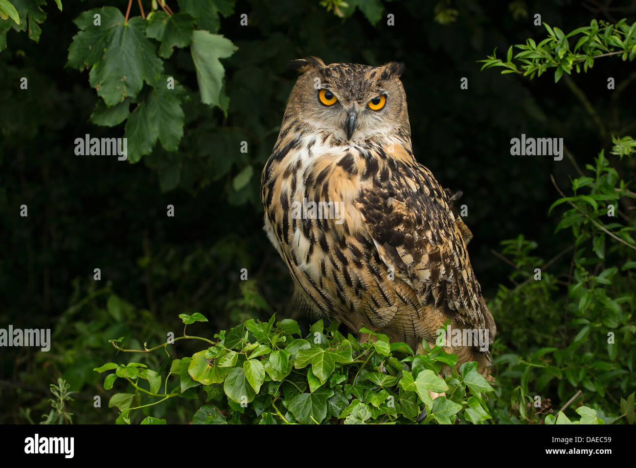 Portrait of a Eurasian Eagle Owl (Bubo Bubo) Stock Photo