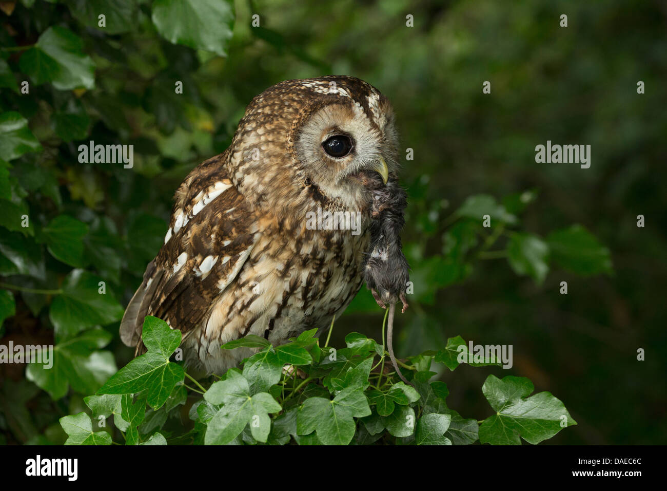 Tawny Owl (Strix aluco) on a hedge with its prey (small rodent) hanging from its beak Stock Photo