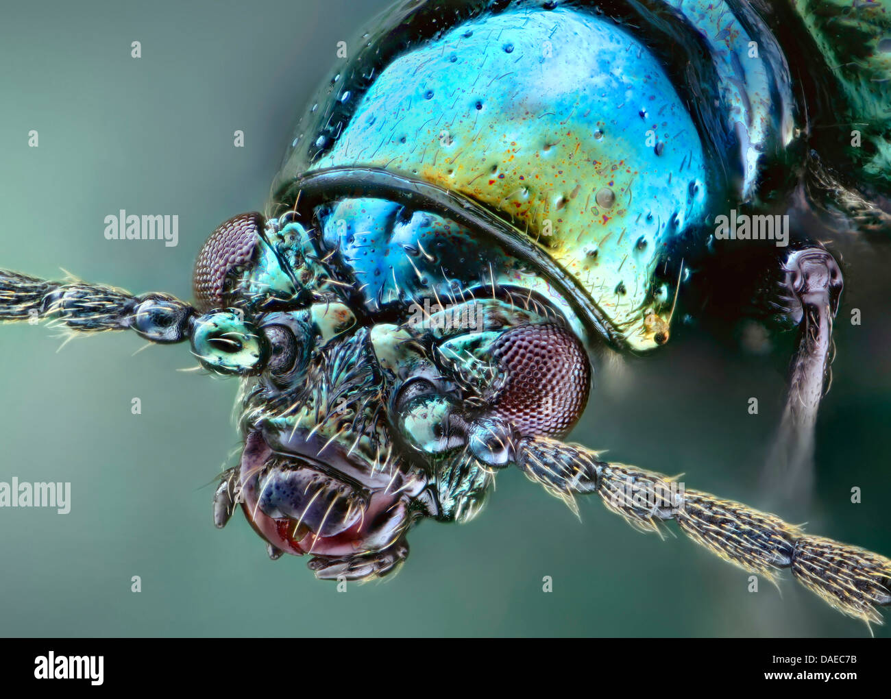 blue cereal leaf beetle (Oulema gallaeciana, Lema lichensis), portrait, Germany Stock Photo