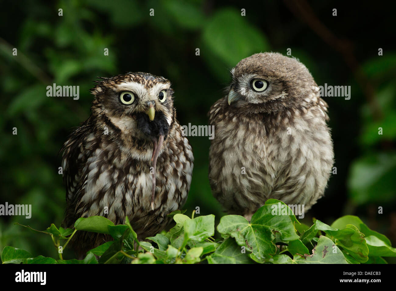 Funny animal photograph of a little owl (Athene Noctua) watching another with a rodent stuffed in its mouth Stock Photo