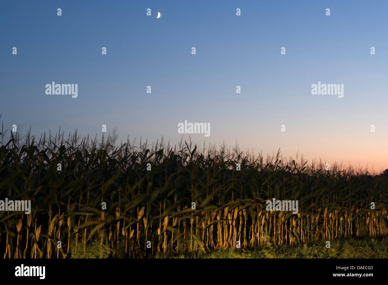 CORNFIELD AT NIGHT Stock Photo Alamy