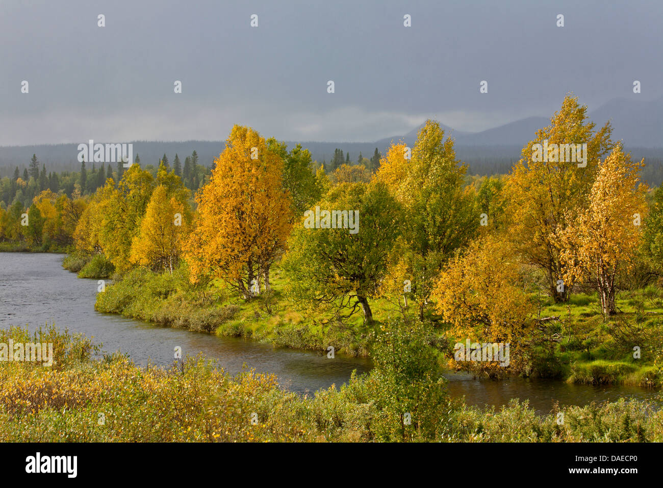 downy birch (Betula pubescens), torrent and  downy birches in autumn, Sweden, Lapland, Marsfjaellen Naturreservat, Marsfjaellen Naturreservat Stock Photo