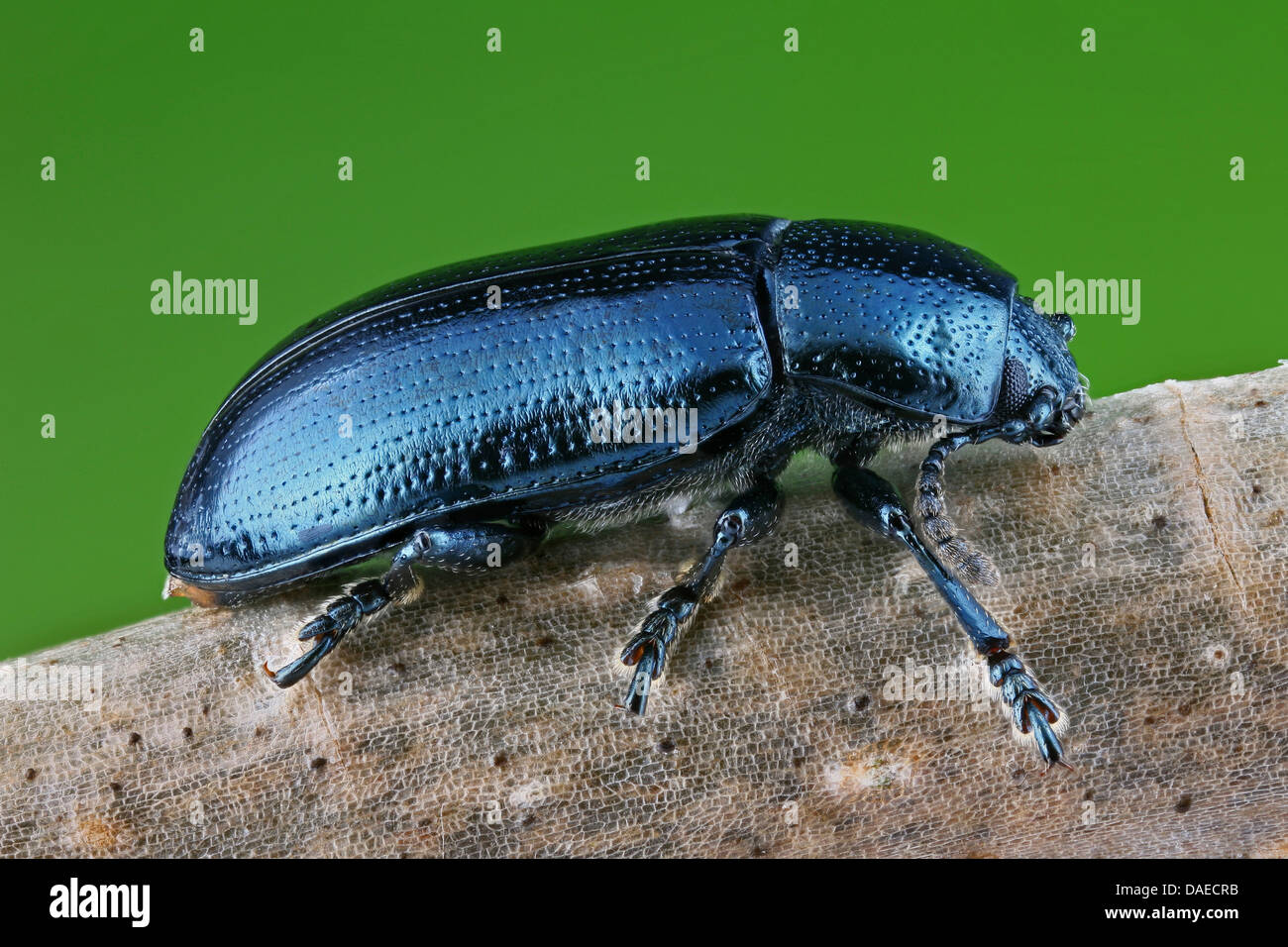 leaf beetle (Chrysomelidae), sitting on a branch, Germany, Thueringen Stock Photo