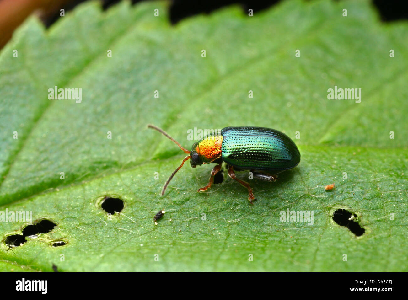willow flea beetle (Crepidodera aurata), sitting on a leaf, Germany, Thueringen Stock Photo