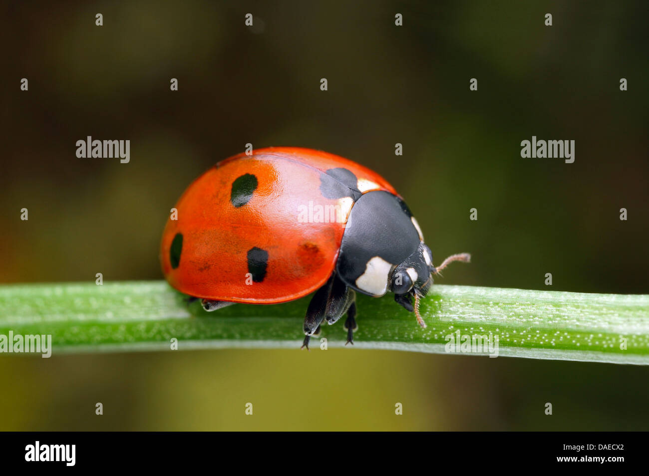 seven-spot ladybird, sevenspot ladybird, 7-spot ladybird (Coccinella septempunctata), sitting on a sprout, Germany, Thuringia Stock Photo
