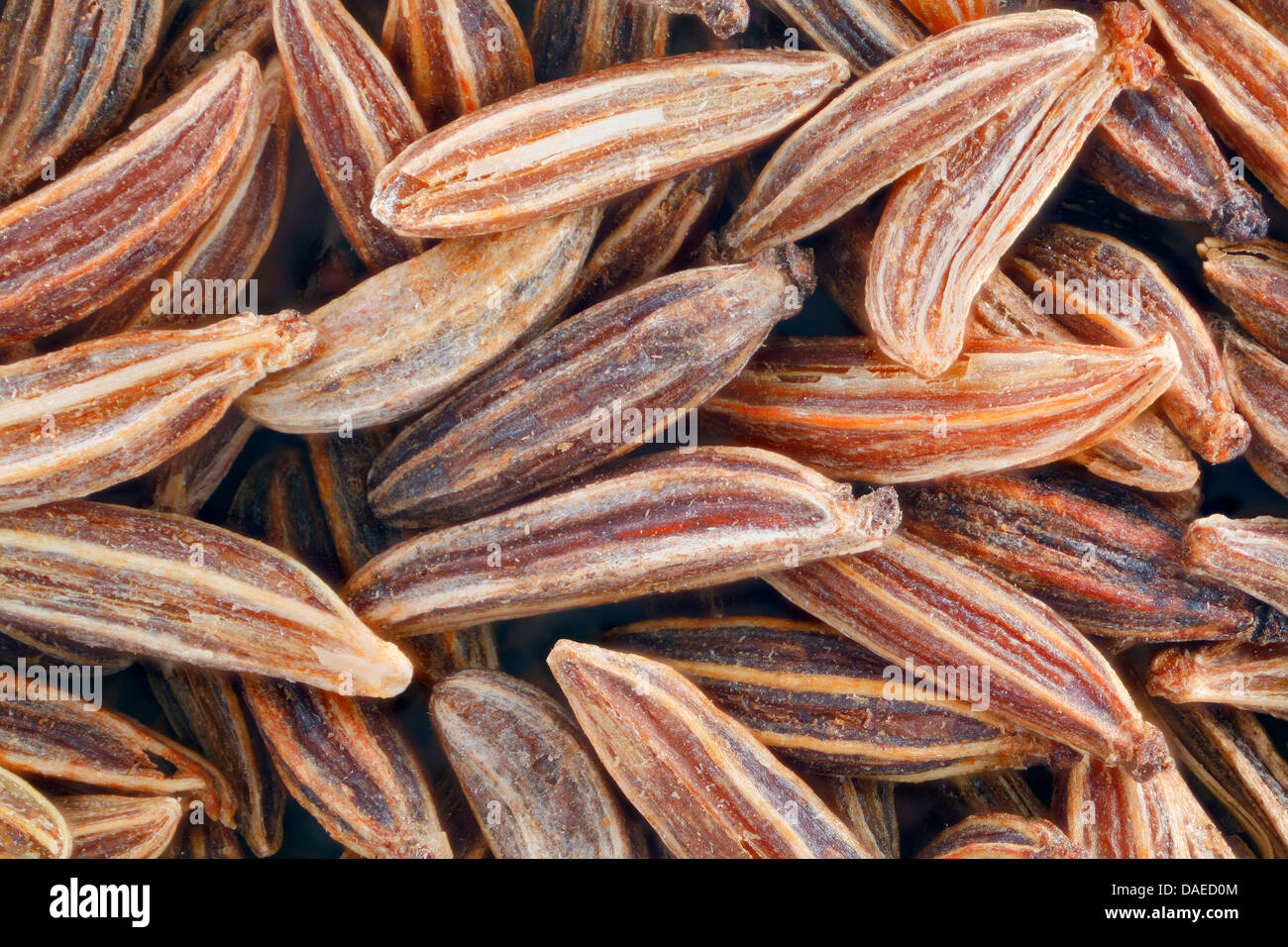 common caraway (Carum carvi), caraway fruit close-up Stock Photo