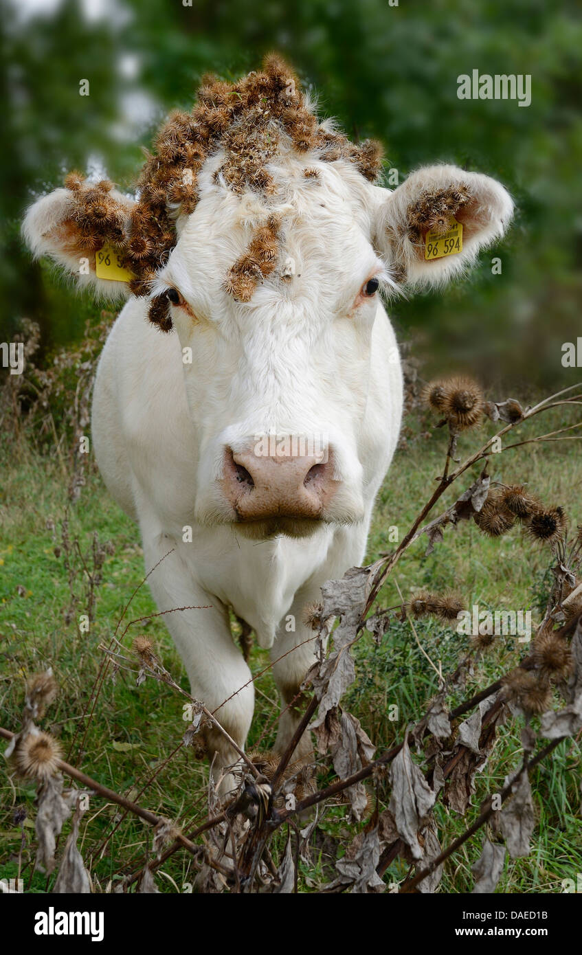 domestic cattle (Bos primigenius f. taurus), with burdocks adhering at its head, Germany, North Rhine-Westphalia Stock Photo