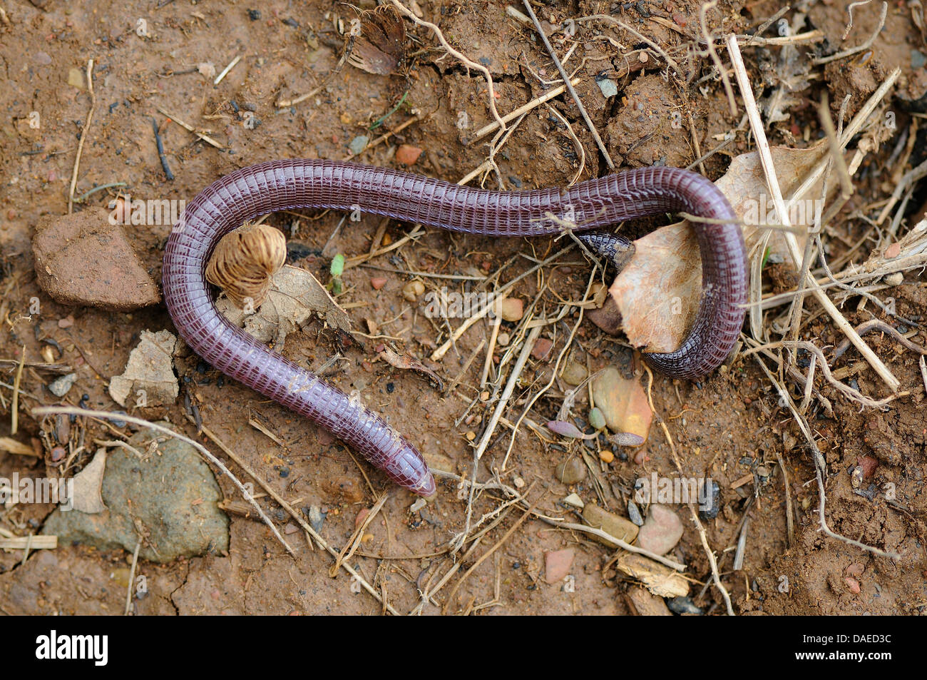 Mediterranean worm lizard (Blanus cinereus), on the ground, Spain, Extremadura, Sierra