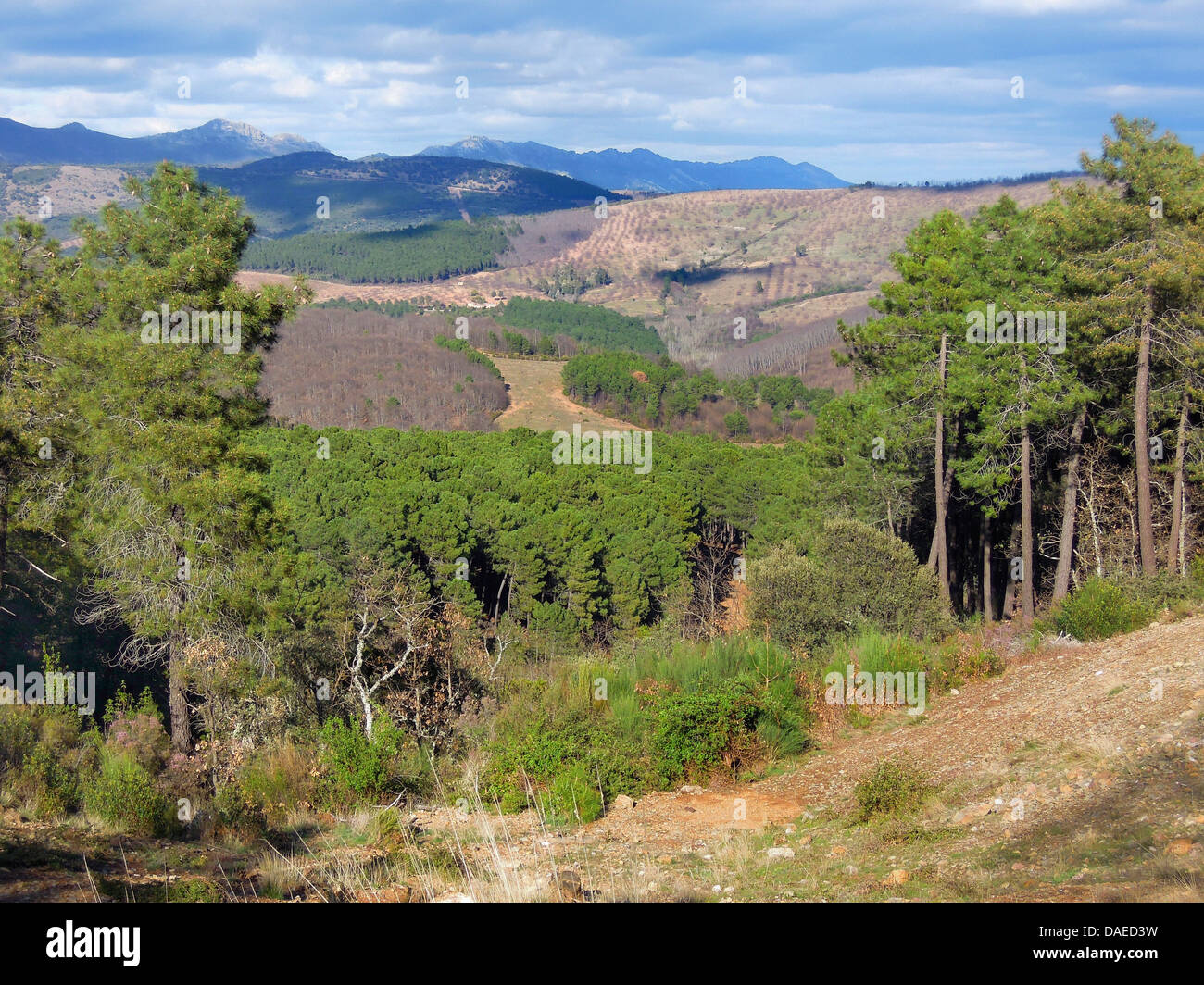 pine (Pinus spec.), mountain landscape of Sierra Guadalupe, Spain, Extremadura Stock Photo