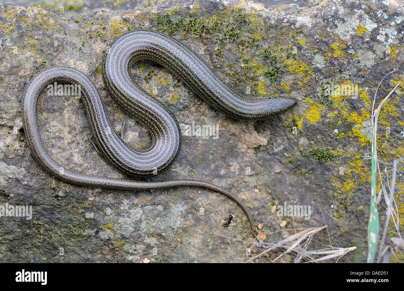 Western Threetoed Skink (Chalcides striatus), winding on a rock, Spain
