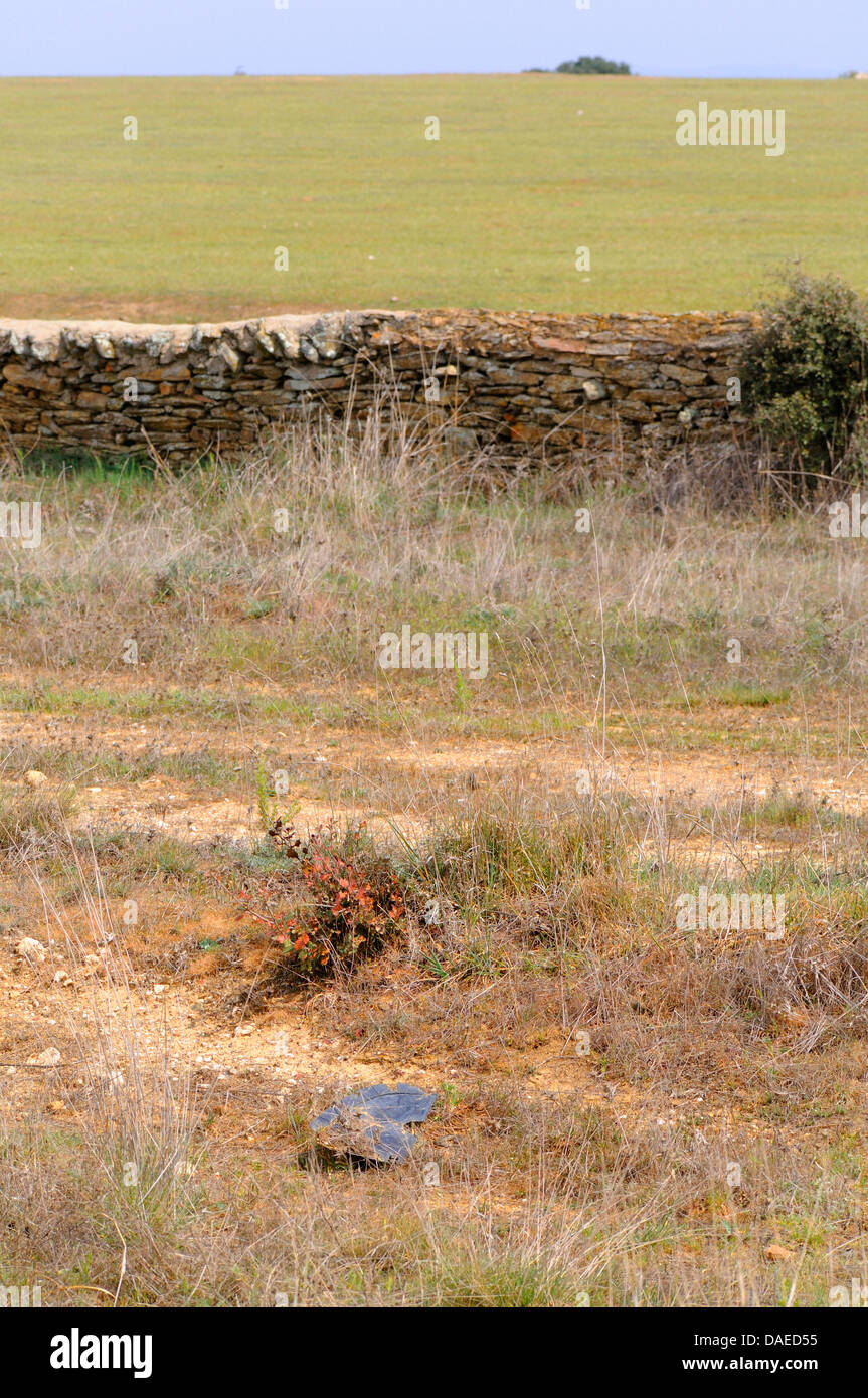 Western Three-toed Skink (Chalcides striatus), habitat, Spain, Extremadura Stock Photo