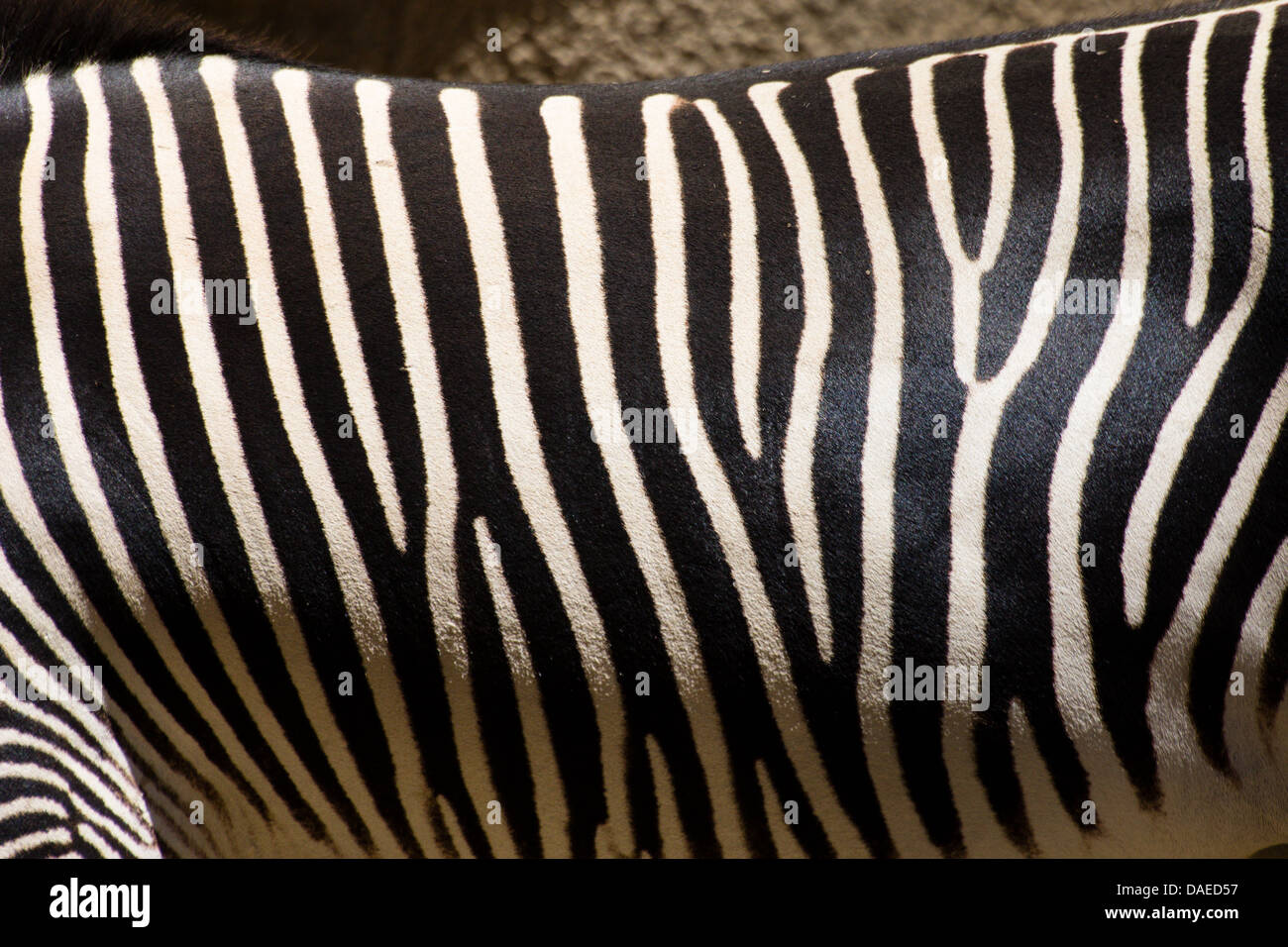 Detail of zebra Stripes Stock Photo Alamy