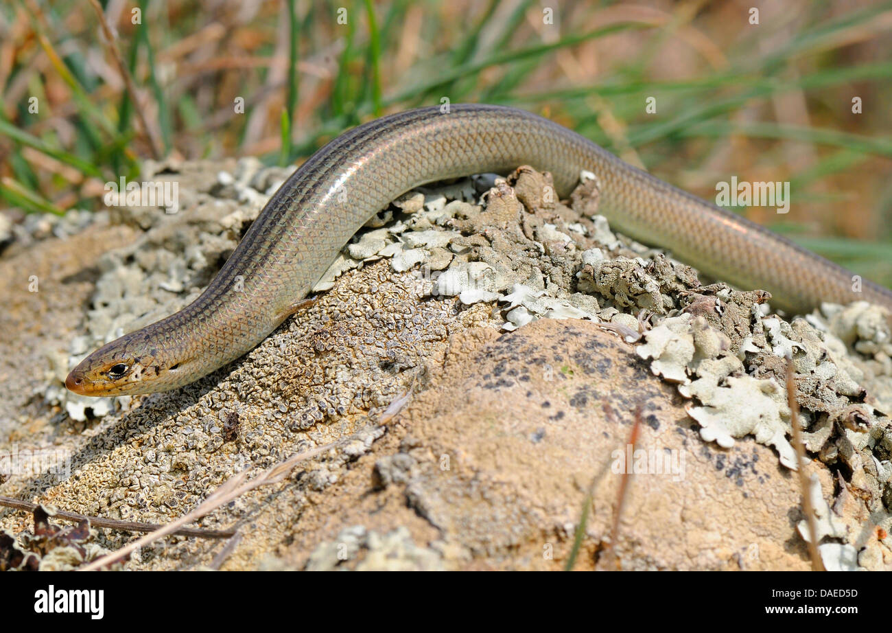 Western Three-toed Skink (Chalcides striatus), winding over a rock, Spain, Extremadura Stock Photo