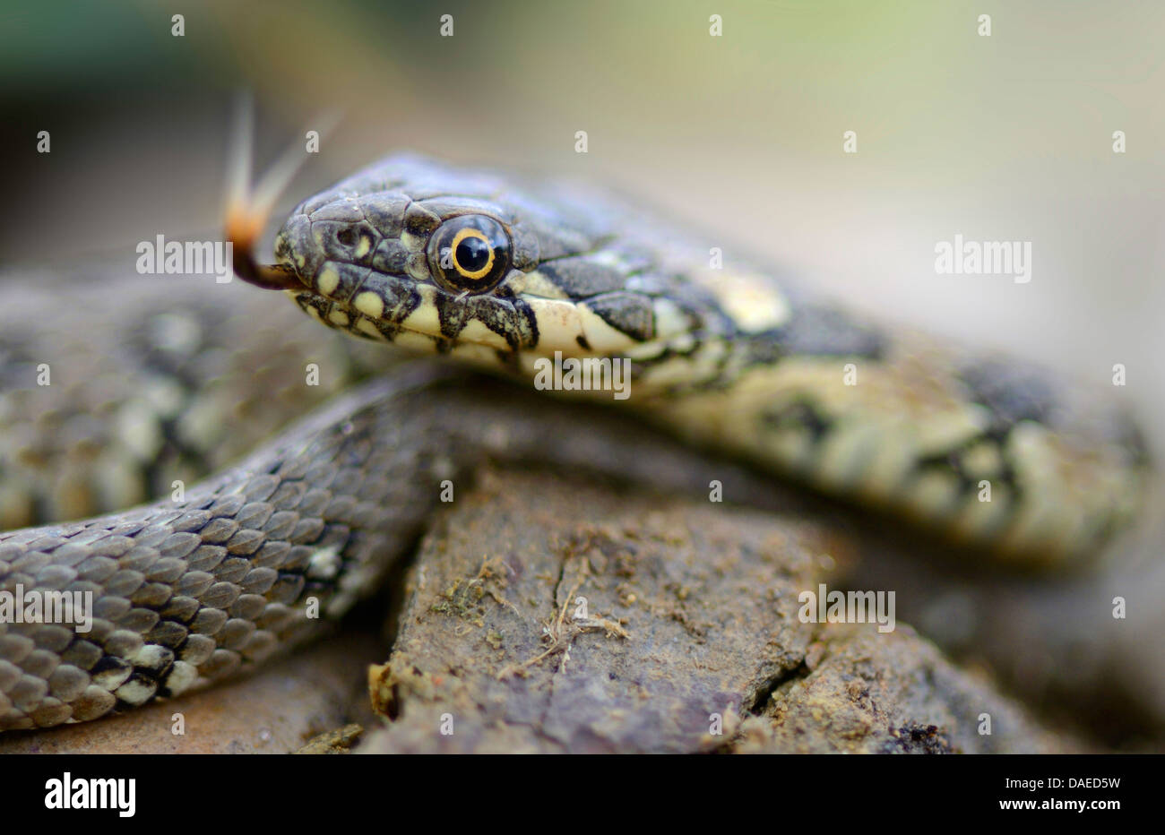 viperine snake, viperine grass snake (Natrix maura), juvenile on a rock flicking, Spain, Extremadura Stock Photo