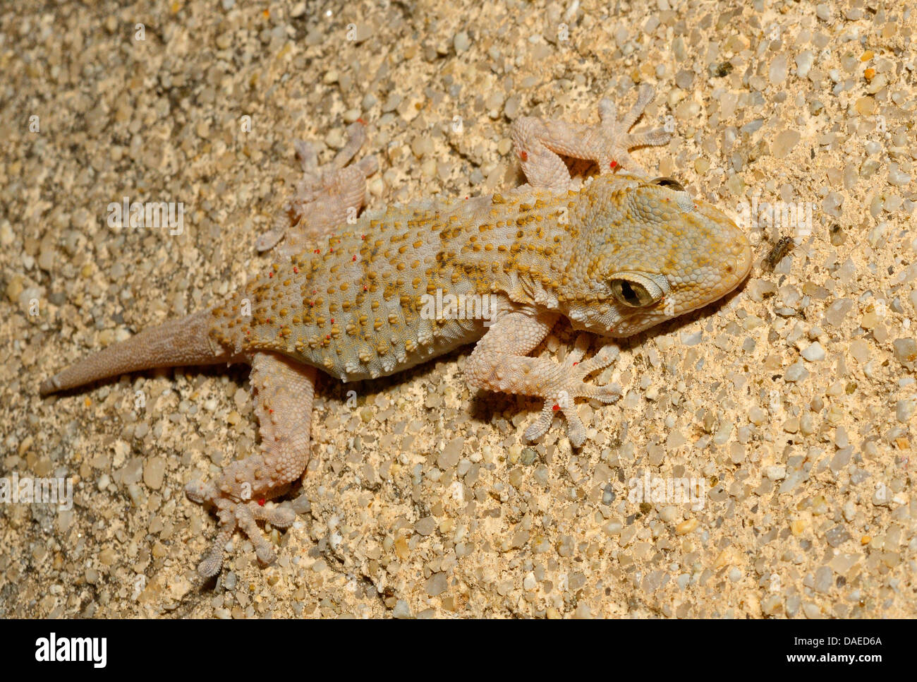 Common wall gecko, Moorish gecko, Moorish Wall Gecko, Salamanquesa