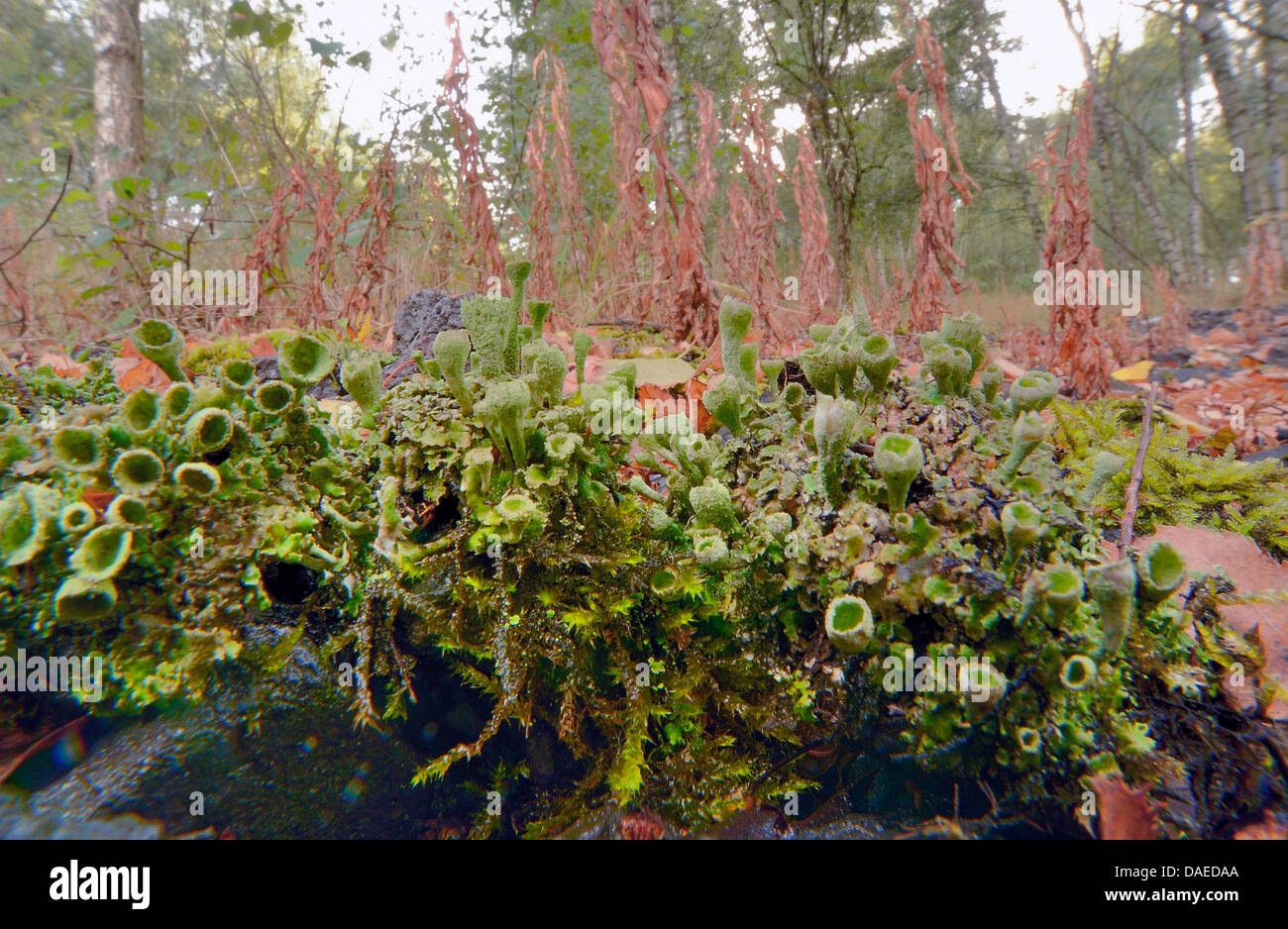 Cladonia (Cladonia spec.), cladonias in industrial ground, Germany, North Rhine-Westphalia, Ruhr Area, Bottrop Stock Photo