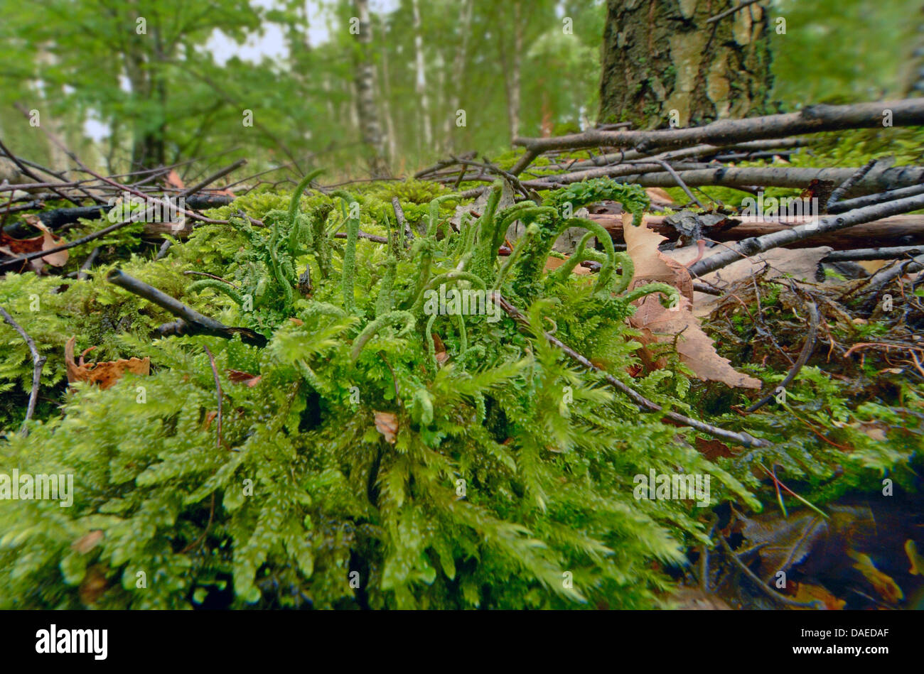 Cladonia (Cladonia spec.), cladonias with moss in industrial ground, Germany, North Rhine-Westphalia, Ruhr Area, Bottrop Stock Photo