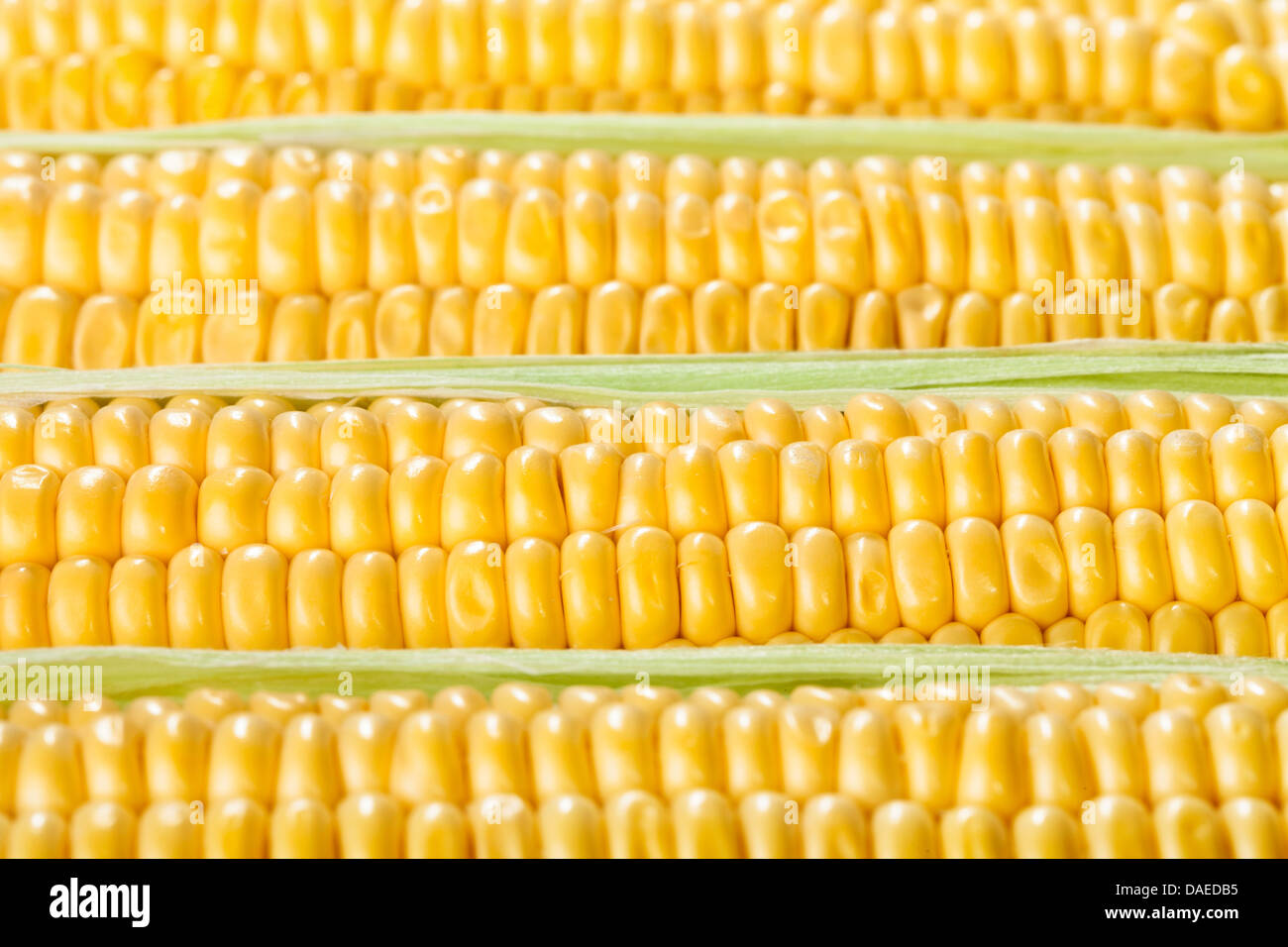 corn ear kernels closeup row Stock Photo